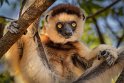 012 Berenty, verreauxsifaka